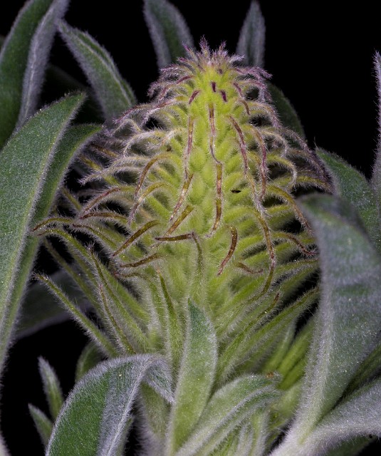 Lupinus - Lupine 15-9999.jpg